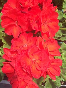 PELARGONIUM x hortorum 'Patriot Bright Red', Zonal Geranium