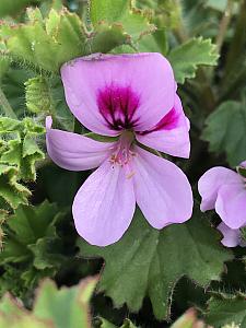 PELARGONIUM crispum 'Lemona', Scented Geranium