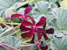 PELARGONIUM sidoides, Kalwerbossie Geranium