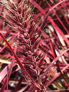 PENNISETUM setaceum 'Fireworks', Variegated Fountain Grass (Ornamental grass)