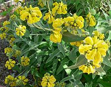 PHLOMIS fruticosa, Jerusalem Sage