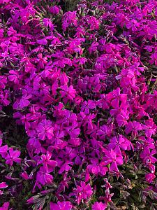 PHLOX subulata 'Crimson Beauty', Moss Pink, Moss Phlox or Mountain Phlox