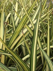 PHORMIUM colensoi 'Cream Delight', New Zealand Flax