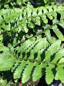 POLYSTICHUM munitum, Western Sword Fern, Giant Holly Fern