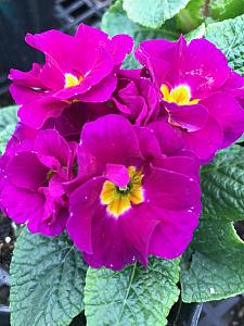 PRIMULA vulgaris Primlet 'Purple', Primrose, English Primrose