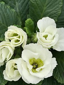 PRIMULA vulgaris Primlet 'White', Primrose, English Primrose
