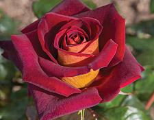 ROSA 'Dark Night', Hybrid Tea