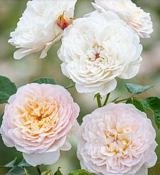 ROSA 'Emily Bronte' (syn. 'Ausearnshaw') (own root), David Austin English Rose