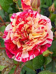 ROSA 'George Burns' (='Wekcalroc'), Floribunda