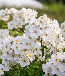 ROSA 'Kew Gardens' (='Ausfence'), David Austin English Rose (Hybrid Musk Shrub)