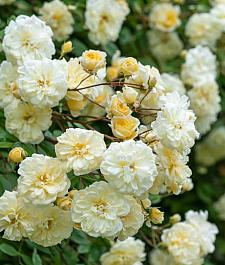 ROSA 'Malvern Hills' (syn. 'Auscanary') (own root), David Austin English Rose