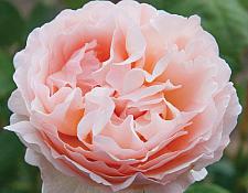 ROSA 'Princesse Charlene de Monaco' (='Duftjuwel', 'Meidysouk')(own root), Hybrid Tea (Romantica)