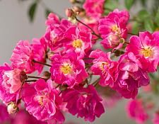 ROSA Pretty Polly 'Pink' (syn. 'Zlepolone') (own root), Polyantha