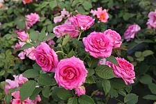 ROSA 'Raspberry Cupcake' (='Korcarmsis') (own root), Hybrid Tea