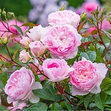 ROSA 'Silas Marner' (='Ausraveloe'), David Austin English Rose (Shrub)