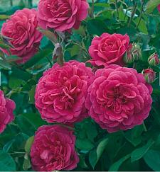 ROSA 'Sir John Betjeman' (='Ausvivid'), David Austin English Rose (Shrub)