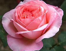 ROSA 'Sweet Mademoiselle' (syn. 'Meinostair') (own root), Hybrid Tea