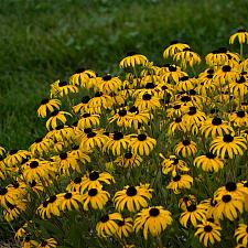 RUDBECKIA 'American Gold Rush', Black-eyed Susan