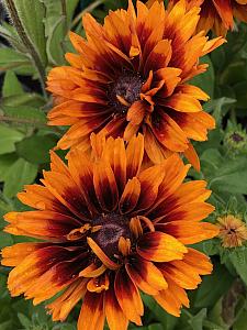 RUDBECKIA hirta 'Cherokee Sunset', Black-Eyed Susan, Gloriosa Daisy