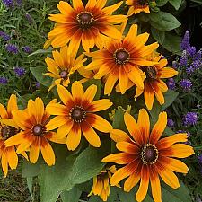 RUDBECKIA hirta Minibeckia 'Flame', Black-eyed Susan