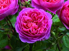 ROSA 'Boscobel' (=Auscousin) (own root), David Austin English Rose