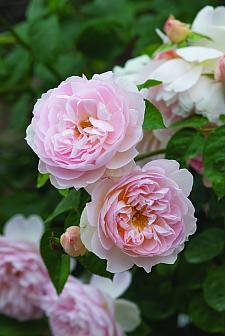 ROSA 'Gentle Hermione' (=Ausrumba) (own root), David Austin English Rose