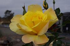 ROSA 'Golden Showers', Large Flowered Climber