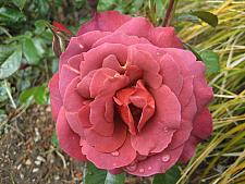 ROSA 'Hot Cocoa', Floribunda