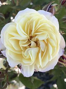 ROSA 'Life of the Party', Floribunda Rose