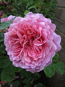 ROSA 'Princess Alexandra of Kent' (=Ausmerchant)(own root), David Austin English Rose