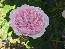 ROSA 'Queen of Sweden' (=Austiger) (own root), David Austin English Rose