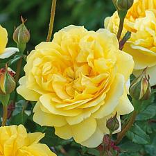 ROSA 'The Poet's Wife' (=Auswhirl)(own root), David Austin English Rose