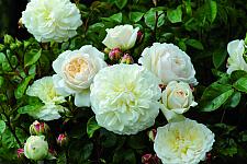 ROSA 'Tranquillity' (=Ausnoble) (own root), David Austin English Rose