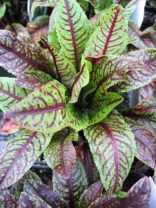 RUMEX sanguineus, Bloody dock or Red-veined dock