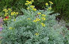 RUTA graveolens 'Jackman's Blue', Rue, Herb of Grace