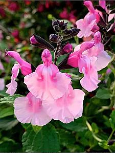 SALVIA 'Angel Wings' (syn. S. microphylla 'Angel Wings'), Sage