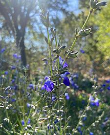 SALVIA reptans 'Blue Willow', West Texas Cobalt Sage, Narrow-leaved Sage