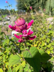 SALVIA involucrata, Rosebud Salvia, Rosy-leaf Sage