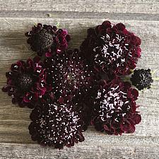 SCABIOSA atropurpurea 'Black Knight', Pincushion Flower