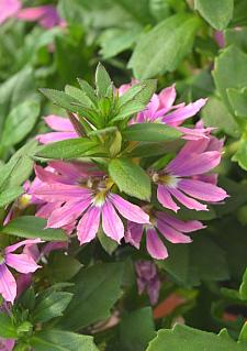 SCAEVOLA aemula Fairy 'Pink' (syn. 'Klesc21648'), Fan Flower