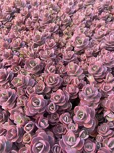 SEDUM Sunsparkler 'Cherry Tart', Stonecrop, Sunsparkler Series