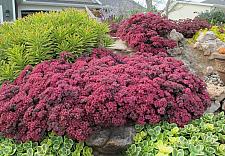 SEDUM Sunsparkler 'Dazzleberry', Stonecrop, Sunsparkler Series