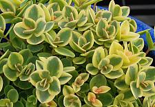 SEDUM Sunsparkler 'Lime Twister', Stonecrop, Sunsparkler Series