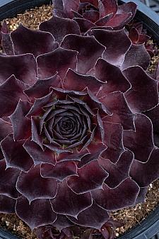 SEMPERVIVUM SuperSemps 'Onyx', Hens and Chicks