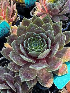 SEMPERVIVUM SuperSemps 'Ruby', Hens and Chicks