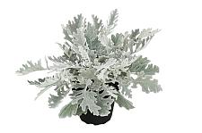 SENECIO 'Winter Whispers' (syn. S. candicans/cineraria 'Winter Whispers'), Dusty Miller, Cineraria