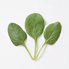 SPINACH 'Space' (F1 Hybrid), Organic Spinach