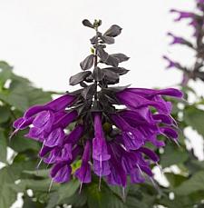 SALVIA 'Amistad', Friendship Sage