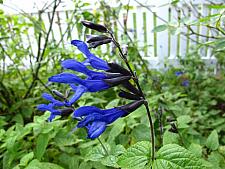 SALVIA guaranitica 'Black & Blue', Mint Scented Sage