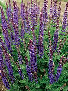 SALVIA nemorosa 'East Friesland' ('Ostfriesland'), Meadow Sage, Hybrid Sage